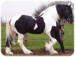 Photo de profil de sasa35691