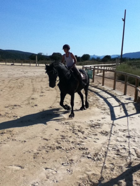 Photo de profil de chevaux34190