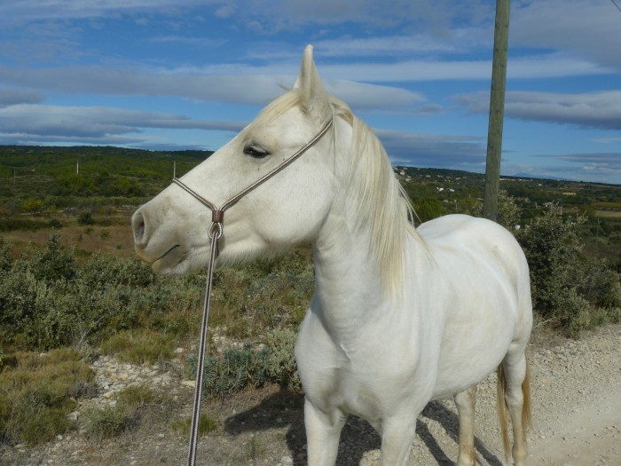 Photo de profil de teline