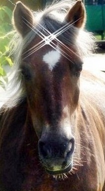 Photo de profil de folledechevaux