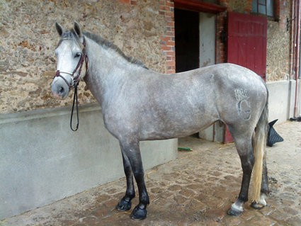 Photo de profil de rikitar4g