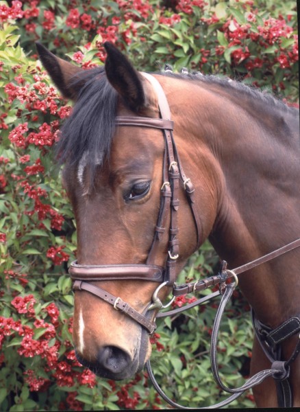 Photo de profil de pepite595