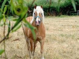 Photo de profil de lolchevalol
