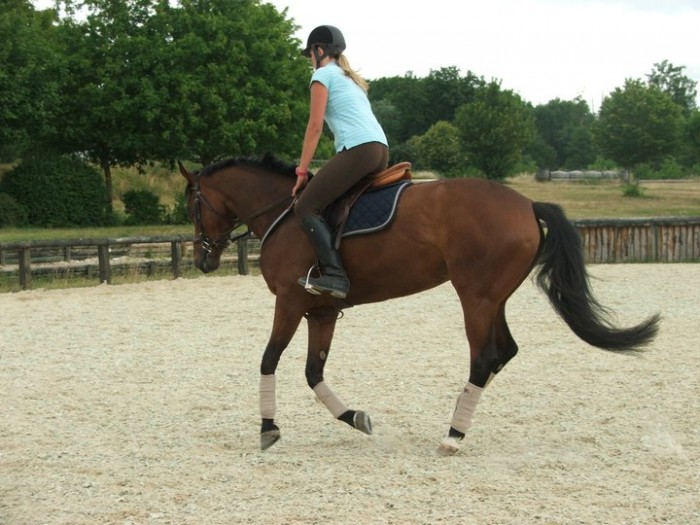 Photo de profil de p_horses