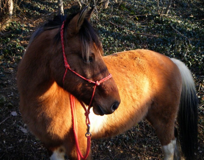 Photo de profil de poney12345