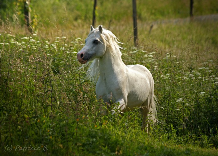 Photo de profil de fantaisie