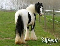 Photo de profil de lacalypso