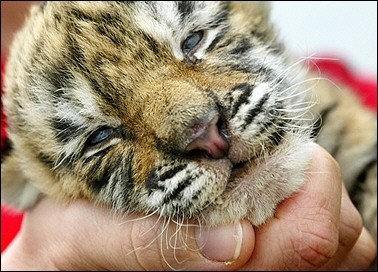 Photo de profil de magnolia