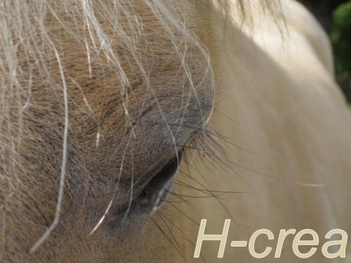 Photo de profil de h.crea