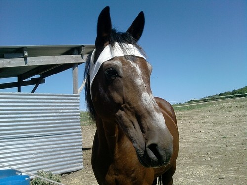 Photo de profil de elopaddy