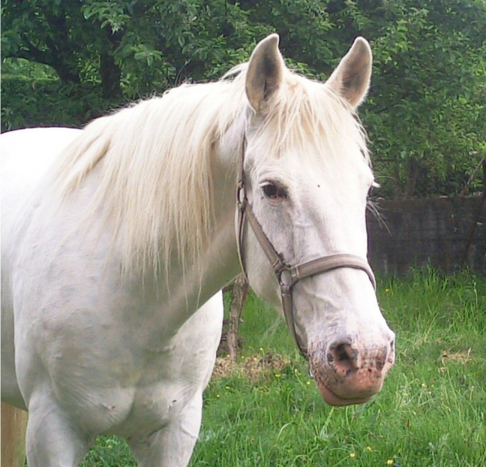 Photo de profil de saaz