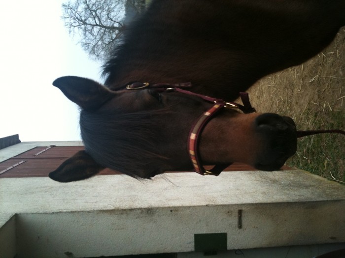 Photo de profil de ceylan