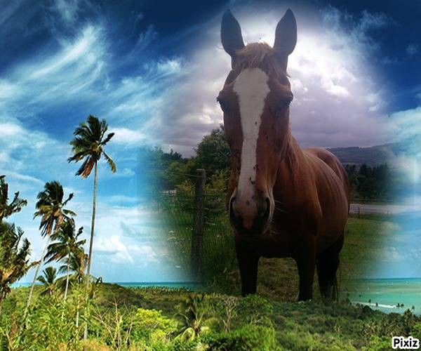 Photo de profil de incadavril