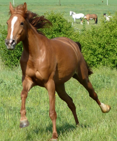 Photo de profil de schadow