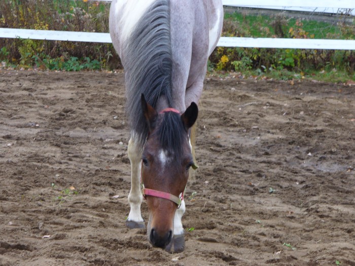 Photo de profil de shakiraa