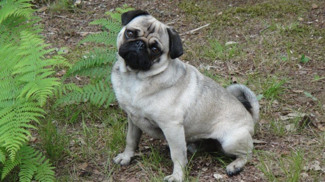 Photo de profil de laurence40