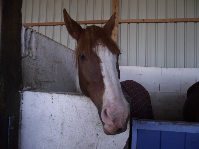 Photo de profil de horselove77