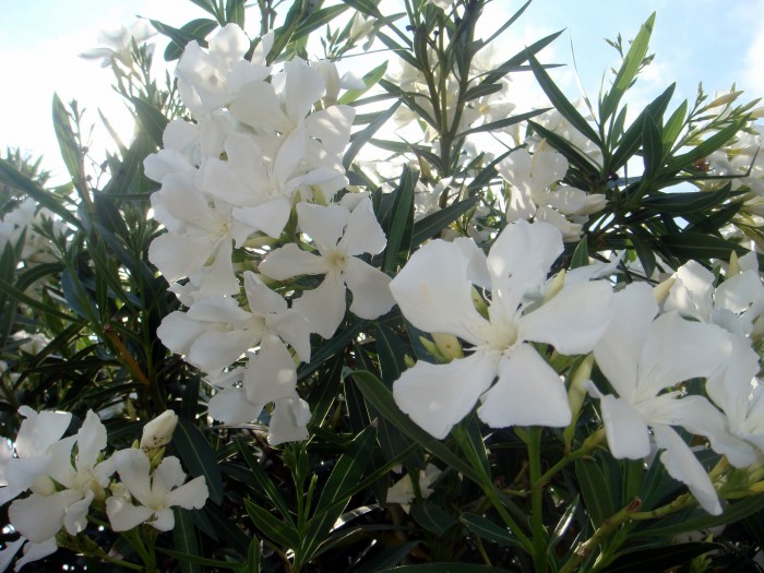 Photo de profil de bailaenvl