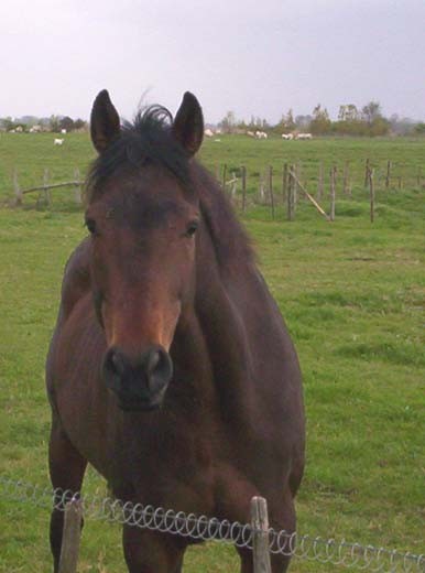 Photo de profil de pie44