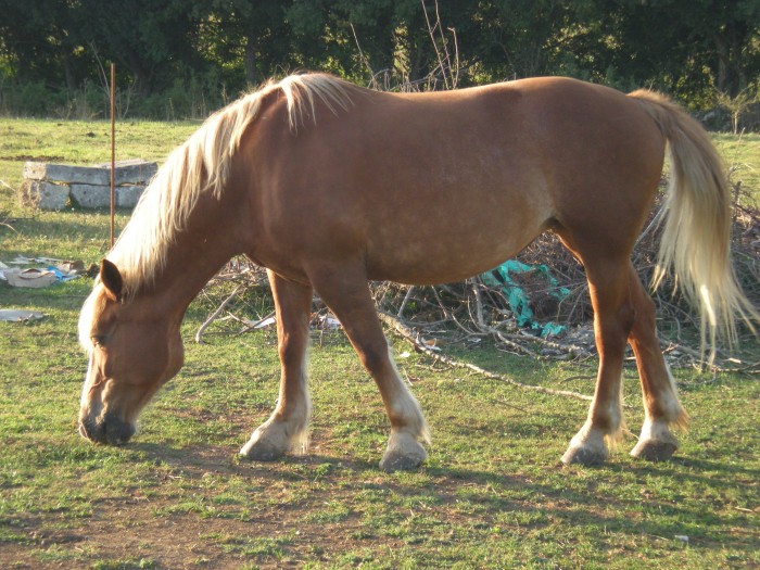 Photo de profil de paskal17