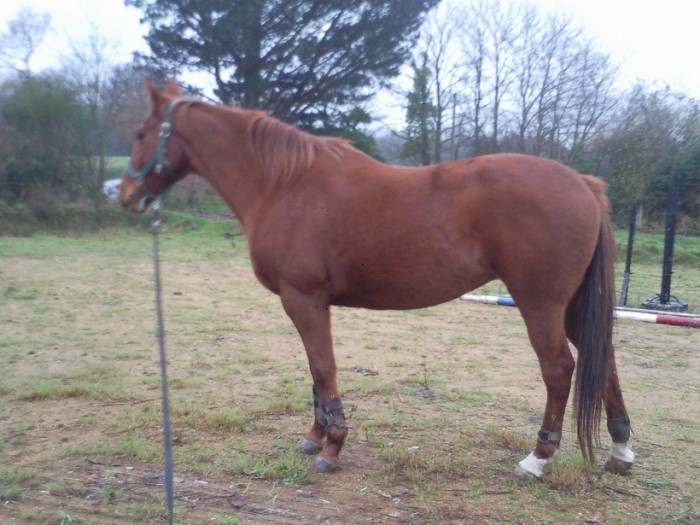 Photo de profil de horse22