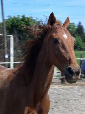 Photo de profil de horselove78