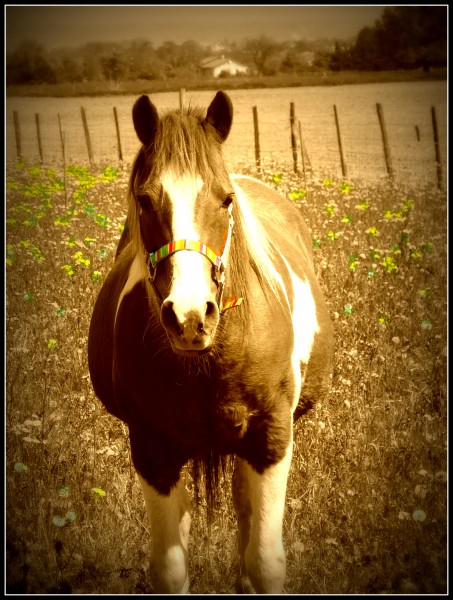 Photo de profil de ptitepitchoune