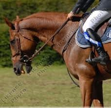 Photo de profil de louloublue