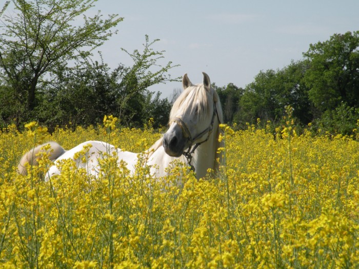 Photo de profil de caballosandalou