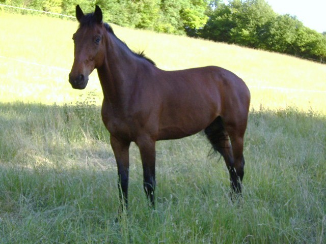 Photo de profil de opusdutremblay