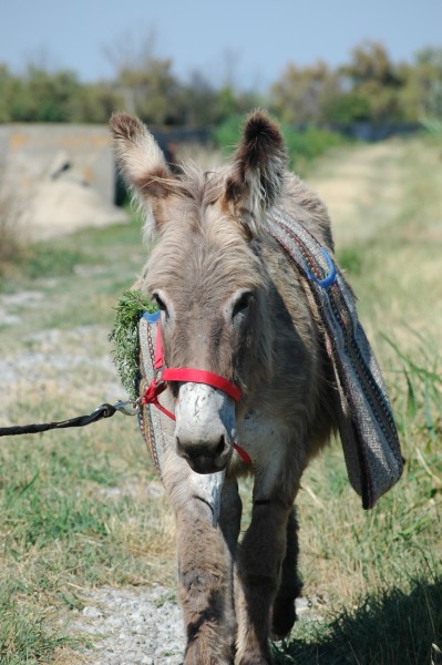 Photo de profil de sonora