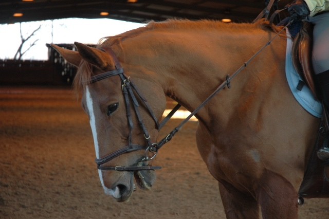 Photo de profil de orchideee