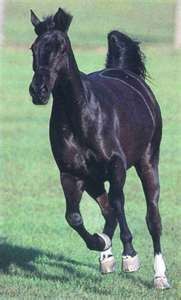 Photo de profil de saminoudu66