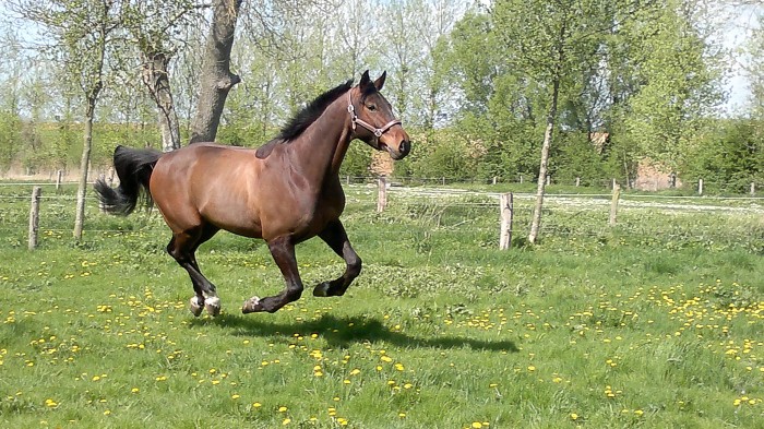 Photo de profil de brutus77