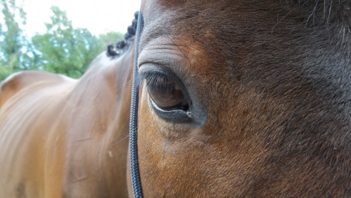 Photo de profil de arkellia