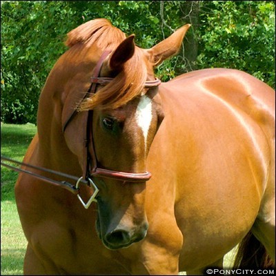 Photo de profil de jeune_cavalier
