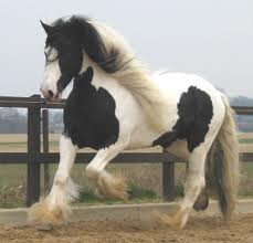 Photo de profil de mistigrii