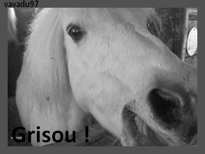 Photo de profil de grisouponey