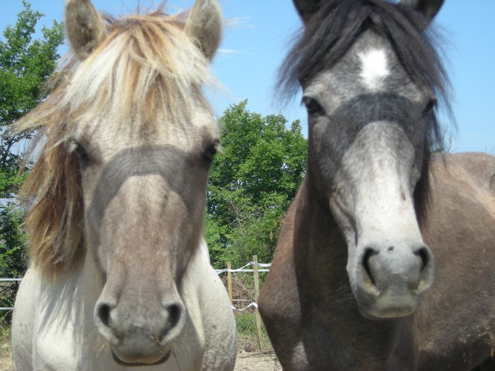 Photo de profil de chevauxemotion