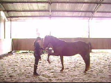Photo de profil de misshorses44