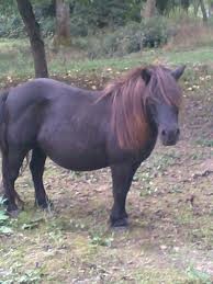 Photo de profil de cajonada