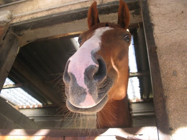 Photo de profil de lauxquinoa54