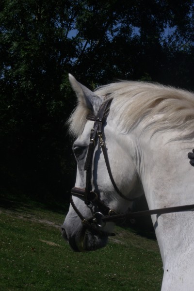 Photo de profil de eididou