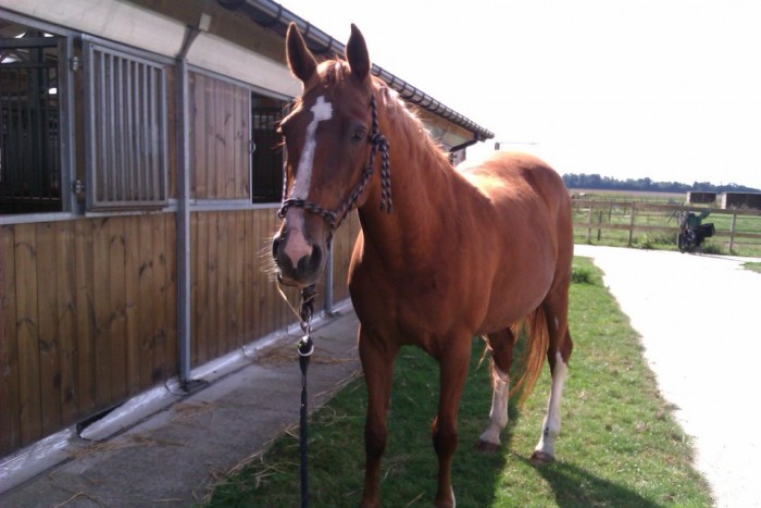 Photo de profil de huchesse