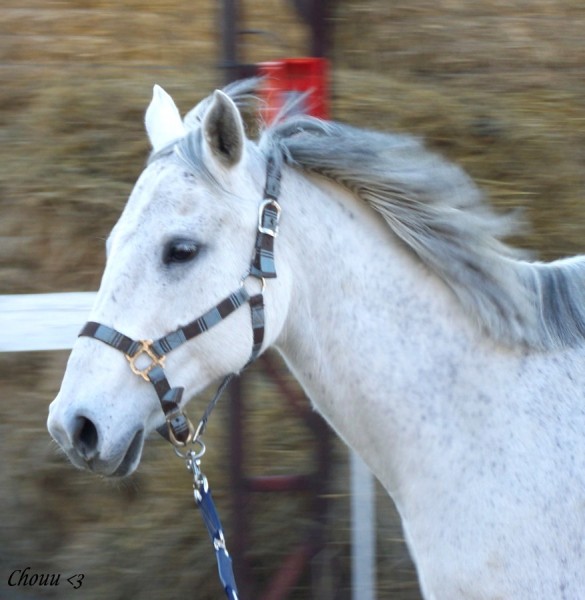 Photo de profil de chacha684