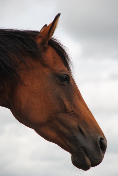 Photo de profil de punchestown