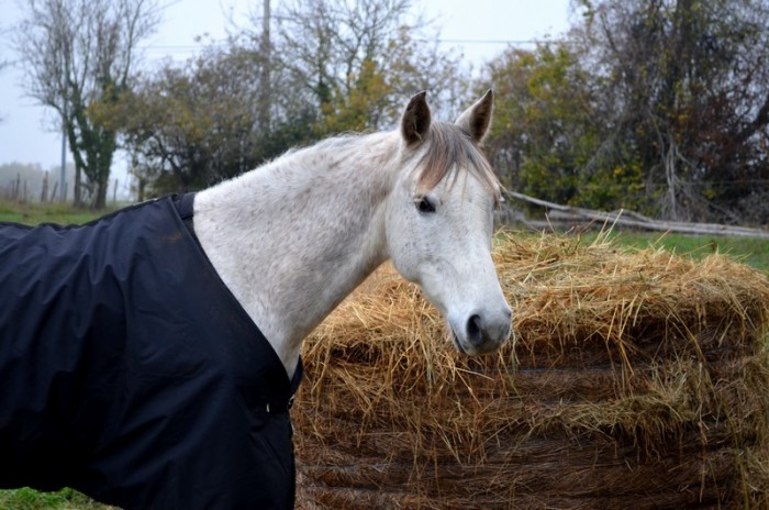 Photo de profil de lepetitcheval