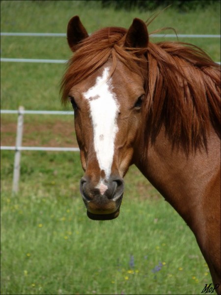 Photo de profil de opaledelouysse