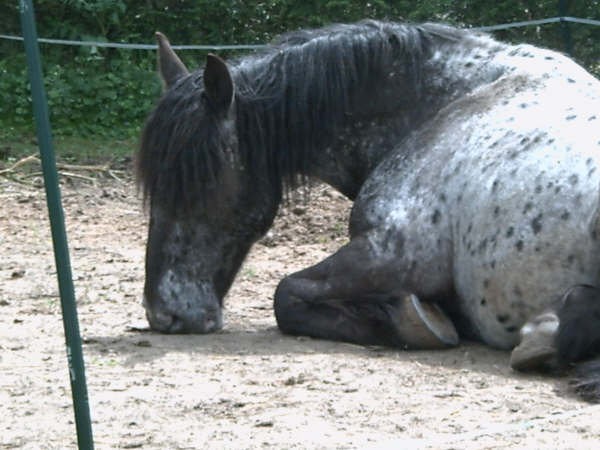 Photo de profil de mallowfly