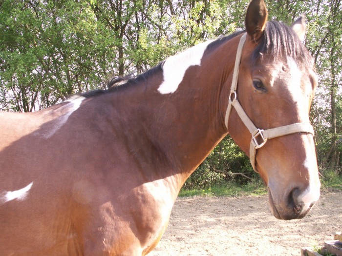 Photo de profil de lucyleiko